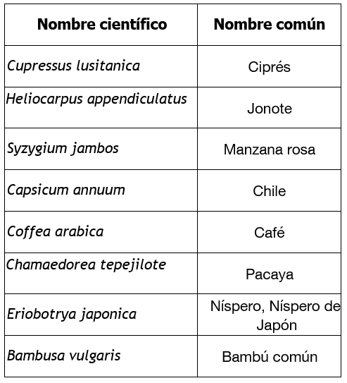 Especies de flora más representativas identificadas en iNaturalist en el Parque Ecológico Las Ardillas